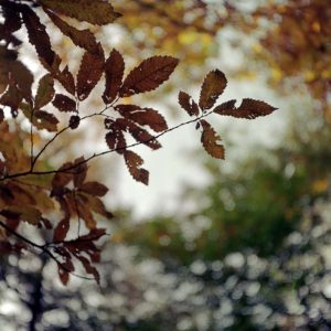 Lyminge Leaves